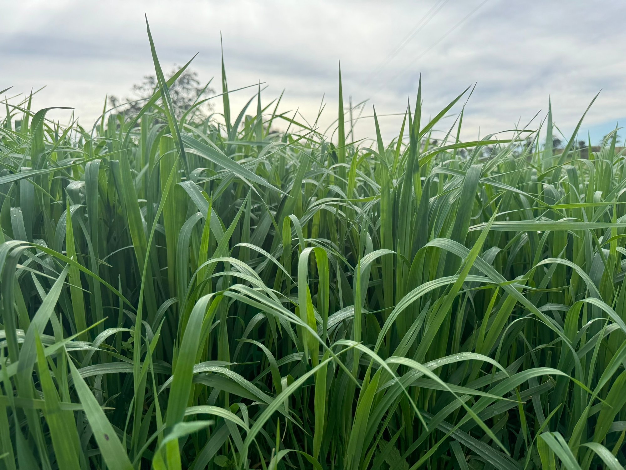 1B9C3BC3-6B51-4E6E-888B-3396125C1A66_1_102_o