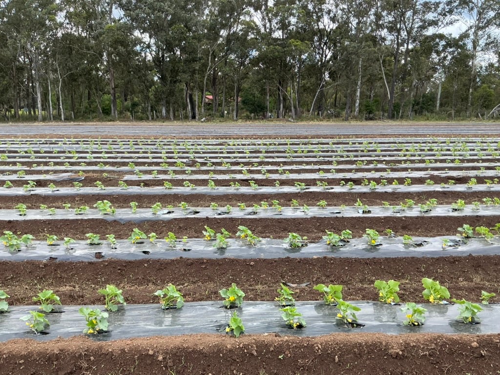 7D2619B7-CAF1-4281-82A9-B9B5F44F81AC_1_105_c