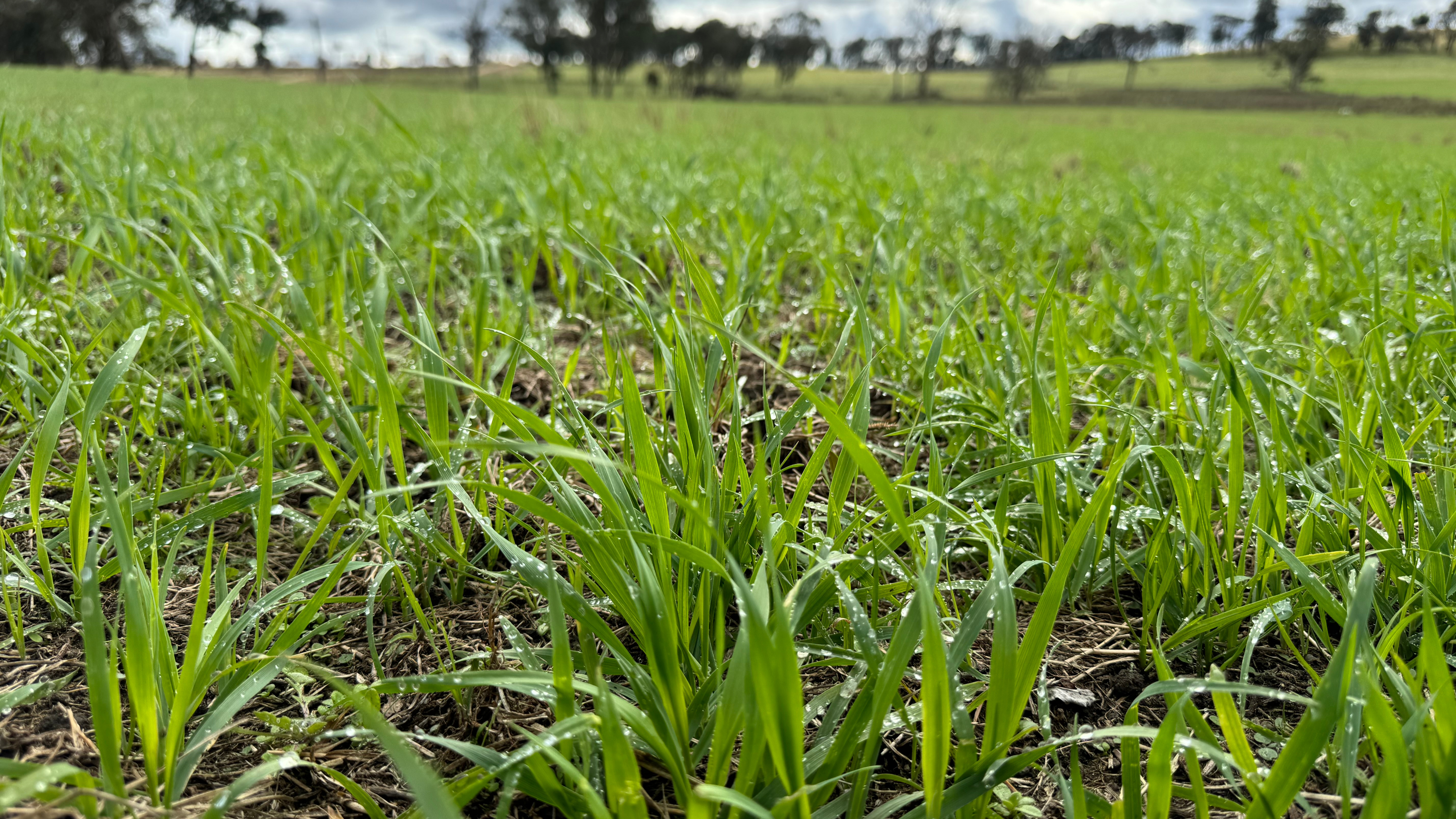 Should I be spreading urea now?